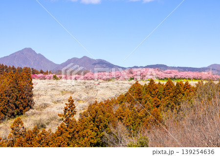 群馬県高崎市箕郷町善地 梅と桜の名所箕郷梅林 善地梅林広場の満開の河津桜並木と白梅や紅梅の遠景 群馬県高崎市箕郷町善地 梅と桜の名所箕郷梅林 善地梅林広場の満開の河津桜並木と白梅や紅梅の遠景 139254636