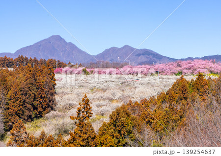 群馬県高崎市箕郷町善地 梅と桜の名所箕郷梅林 善地梅林広場の満開の河津桜並木と白梅や紅梅の遠景 群馬県高崎市箕郷町善地 梅と桜の名所箕郷梅林 善地梅林広場の満開の河津桜並木と白梅や紅梅の遠景 139254637