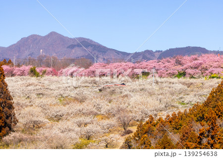 群馬県高崎市箕郷町善地 梅と桜の名所箕郷梅林 善地梅林広場の満開の河津桜並木と白梅や紅梅の遠景 群馬県高崎市箕郷町善地 梅と桜の名所箕郷梅林 善地梅林広場の満開の河津桜並木と白梅や紅梅の遠景 139254638