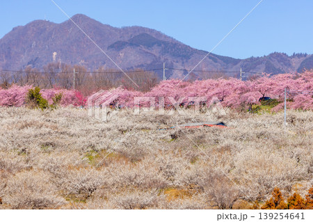 群馬県高崎市箕郷町善地　梅と桜の名所箕郷梅林　善地梅林広場の満開の河津桜並木と白梅や紅梅の遠景 139254641