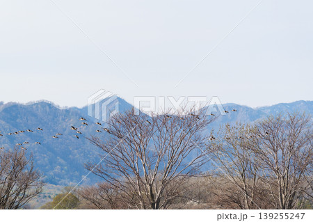 宮島沼のマガンの群れ 139255247