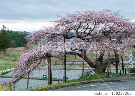 中島の地蔵桜と山並 中島の地蔵桜と山並 139255260