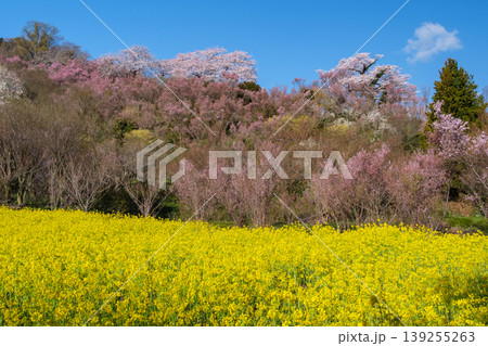 菜の花と山桜 菜の花と山桜 139255263