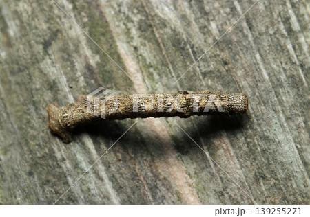 古い木の板の上を模様入黄土色のエダシャク亜科蛾の尺取虫が移動(日本自然昆虫生態ストロボマクロ撮影) 古い木の板の上を模様入黄土色のエダシャク亜科蛾の尺取虫が移動(日本自然昆虫生態ストロボマクロ撮影) 139255271