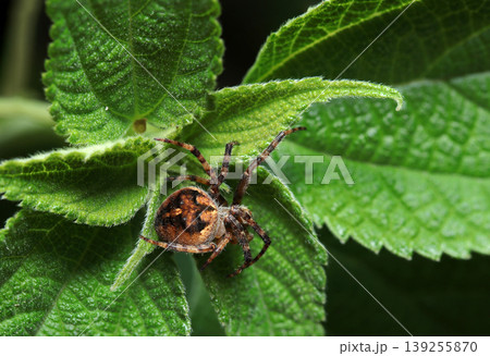 新緑の木の芽にカラフルな茶色いオニグモ属の一種・上面写真(アウトドアフィールド生物マクロ撮影) 新緑の木の芽にカラフルな茶色いオニグモ属の一種・上面写真(アウトドアフィールド生物マクロ撮影) 139255870