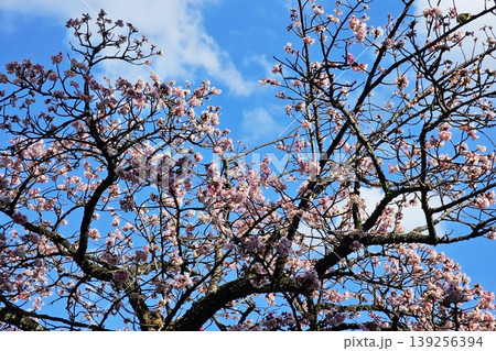 Cherry blossoms or sakura blooming against a clear blue sky. 139256394