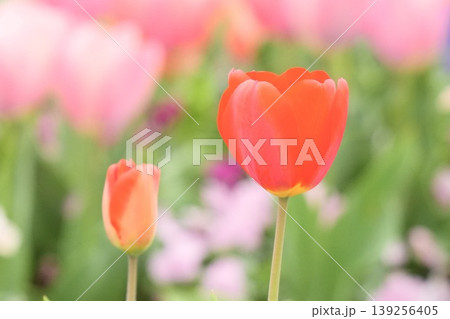 春の花壇に咲く可愛いチューリップ 139256405