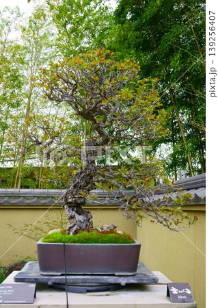 9590 盆栽 緋梅 BONSAI 9590 盆栽 緋梅 BONSAI 139256407