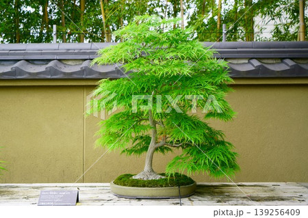盆栽 山もみじ 青枝垂れ BONSAI 盆栽 山もみじ 青枝垂れ BONSAI 139256409