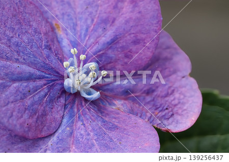 可愛い紫陽花 可愛い紫陽花 139256437