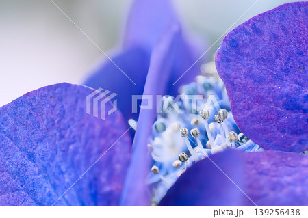可愛い額紫陽花の蕊 139256438