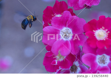 赤い花の蜜を吸うミツバチ 赤い花の蜜を吸うミツバチ 139256440