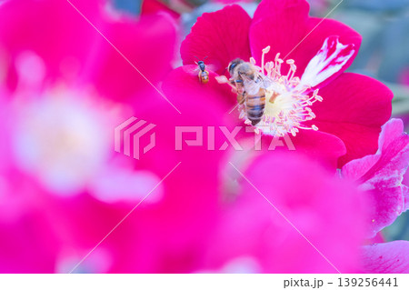 薔薇の蜜を吸うミツバチ達 薔薇の蜜を吸うミツバチ達 139256441