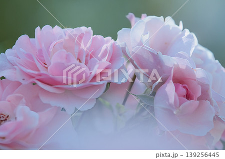 淡いピンク色の薔薇 淡いピンク色の薔薇 139256445