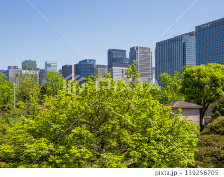 新緑の日比谷公園から望む丸の内のビル群と快晴の空 新緑の日比谷公園から望む丸の内のビル群と快晴の空 139256705
