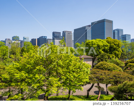 新緑の日比谷公園から望む丸の内のビル群と快晴の空 新緑の日比谷公園から望む丸の内のビル群と快晴の空 139256707