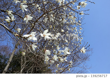ロマンチック茨城（初春の澄み切った空に羽ばたいていく様に咲き誇る「こぶしの花」）水戸市、逆川緑地公園 139256717