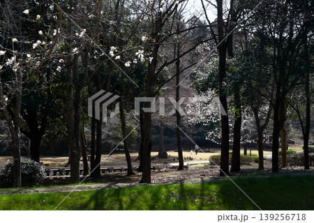 ロマンチック茨城(徳川光圀が造らせた笠原水道を水源とした自然豊かな公園。)水戸市、逆川緑地公園 ロマンチック茨城(徳川光圀が造らせた笠原水道を水源とした自然豊かな公園。)水戸市、逆川緑地公園 139256718