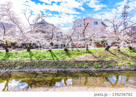 見頃の桜 五条川(愛知県岩倉市) 日本さくら名所100選 見頃の桜 五条川(愛知県岩倉市) 日本さくら名所100選 139256782