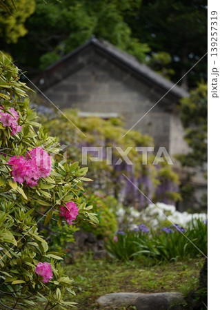 特別天然記念物 藤花園 牛島の藤 埼玉県春日部市 139257319