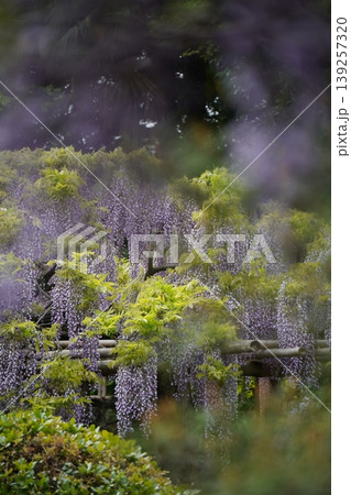 特別天然記念物 藤花園 牛島の藤 埼玉県春日部市 特別天然記念物 藤花園 牛島の藤 埼玉県春日部市 139257320