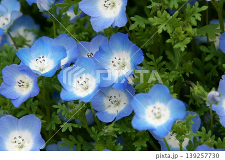 ネモフィラの花 139257730