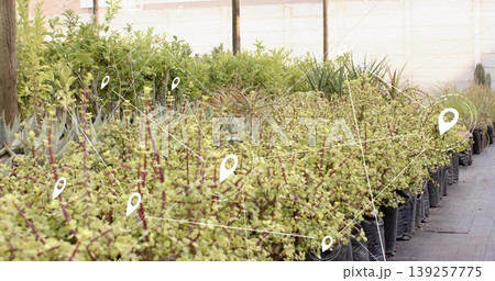 Showing potted green shrubs in black bags on gray ground in greenhouse, with location pin network Showing potted green shrubs in black bags on gray ground in greenhouse, with location pin network 139257775