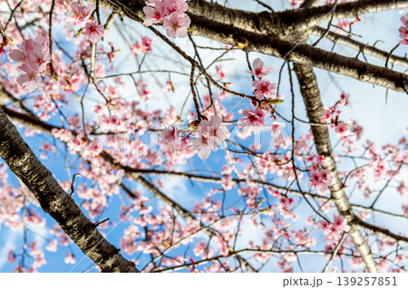 青空を背景にした満開の河津桜 青空を背景にした満開の河津桜 139257851