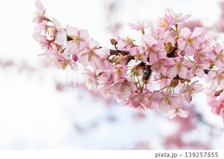 桜の花を見上げる 139257855