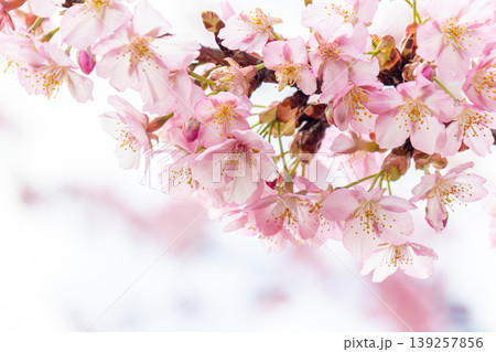 春の訪れを告げる河津桜 139257856