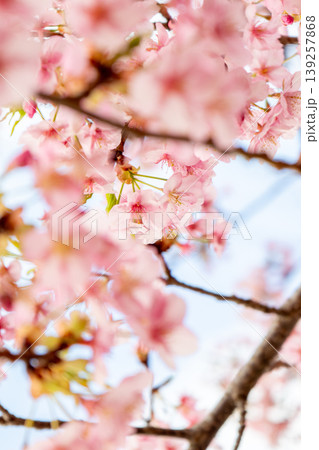 鮮やかに咲く河津桜 鮮やかに咲く河津桜 139257868