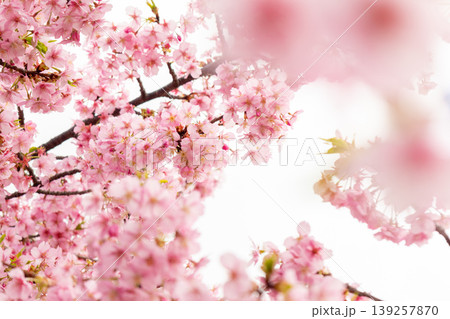 満開の桜の花の中で咲いている 139257870