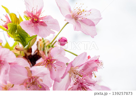 春の訪れを告げる河津桜 春の訪れを告げる河津桜 139257873