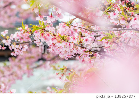 河津桜のある風景 139257877
