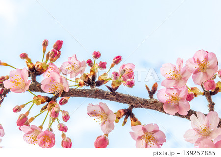 青空に映える河津桜 青空に映える河津桜 139257885