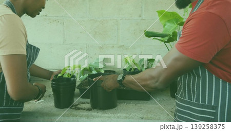 Coworkers in striped aprons transferring seedlings at potting bench with trays, black plastic pots Coworkers in striped aprons transferring seedlings at potting bench with trays, black plastic pots 139258375