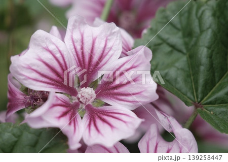 ピンクの花の繊細な模様を捉えたマクロ写真 139258447