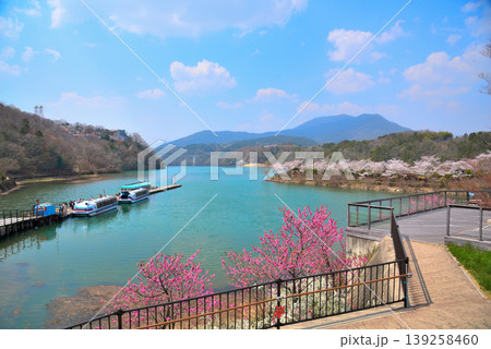 《岐阜県》満開の桜が咲く春の恵那峡 139258460