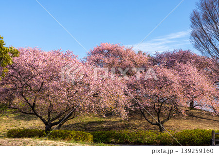 埼玉県深谷市後榛沢 榛の森公園河津桜の丘 丘を埋める満開のカワヅザクラ 埼玉県深谷市後榛沢 榛の森公園河津桜の丘 丘を埋める満開のカワヅザクラ 139259160