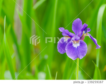 紫のアイリスの花と緑のボケ背景|コピースペースあり 紫のアイリスの花と緑のボケ背景|コピースペースあり 139259167