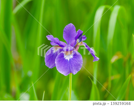 紫のアイリスのクローズアップ｜ナチュラル背景の花写真 139259168