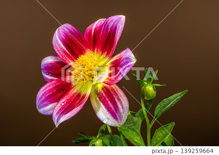 Beautiful Pink and Yellow Dahlia Flower With Water Drops 139259664
