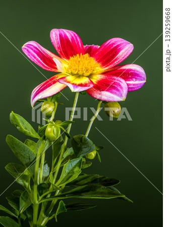 Pink and Yellow Dahlia Flower With Raindrops Against Green Background Pink and Yellow Dahlia Flower With Raindrops Against Green Background 139259668