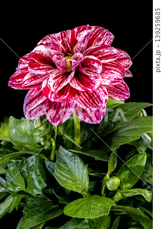 Dahlia Flower With Red And White Striped Petals On Black Dahlia Flower With Red And White Striped Petals On Black 139259685