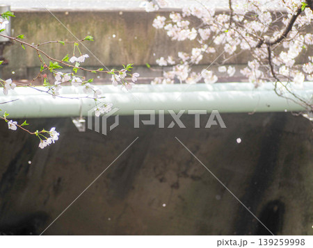 橋に枝垂れる桜 橋に枝垂れる桜 139259998