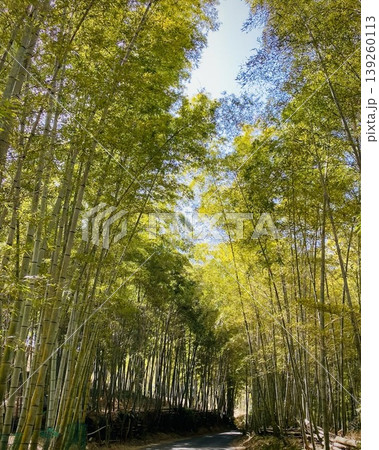 Curving bamboo forest road in Japan, peaceful green pathway with natural light Curving bamboo forest road in Japan, peaceful green pathway with natural light 139260113