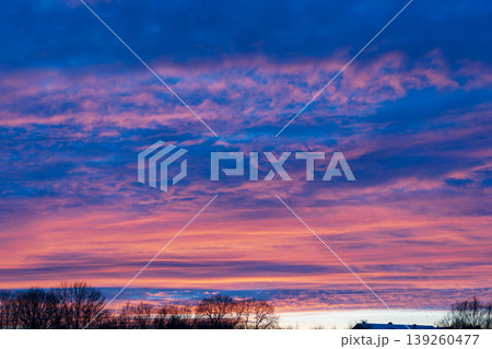 Stunning twilight sky with pink cirrus clouds over tree silhouettes 139260477
