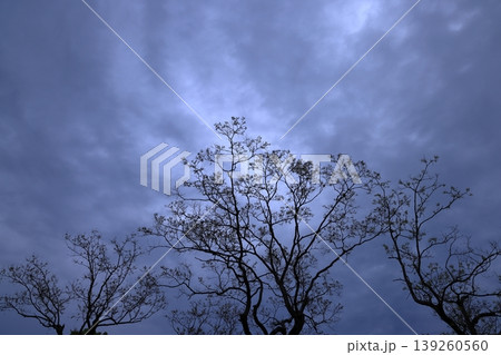 曇り空に浮かぶ芽吹いた木々 139260560