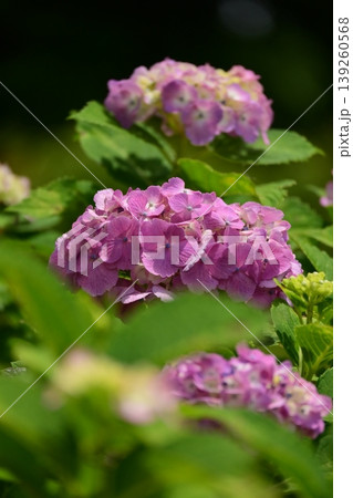 アジサイ(紫陽花・hydrangea) アジサイ(紫陽花・hydrangea) 139260568