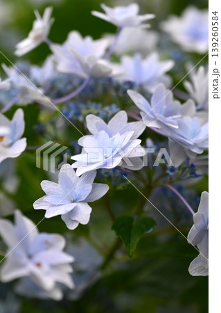 アジサイ(紫陽花・hydrangea) 139260584
